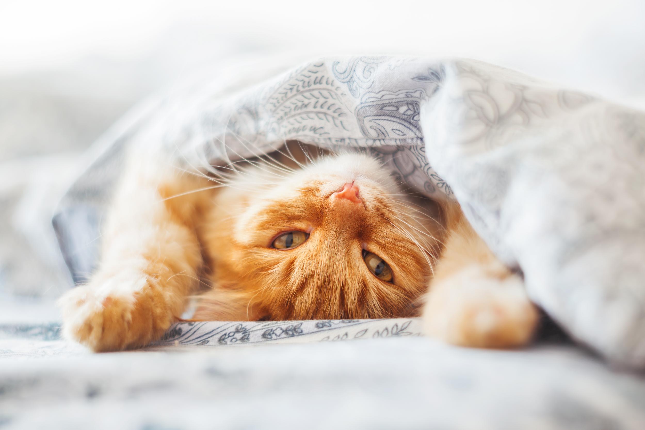 Orange Cat Upside Down Under Blanket
