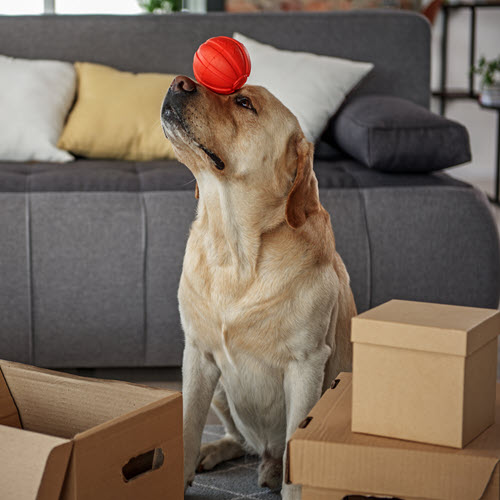 dog and ball