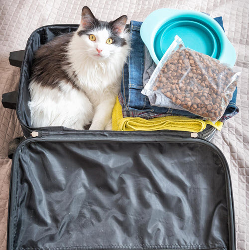 cat in suitcase